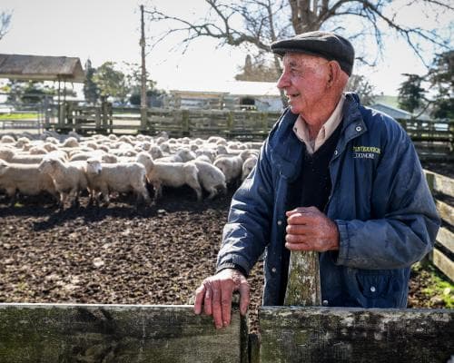 The Golden Fleece Returns: New Zealand’s High-Country Wool Becomes Luxury’s Newest Obsession